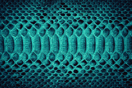 blue snake skin texture, colored python leather as background