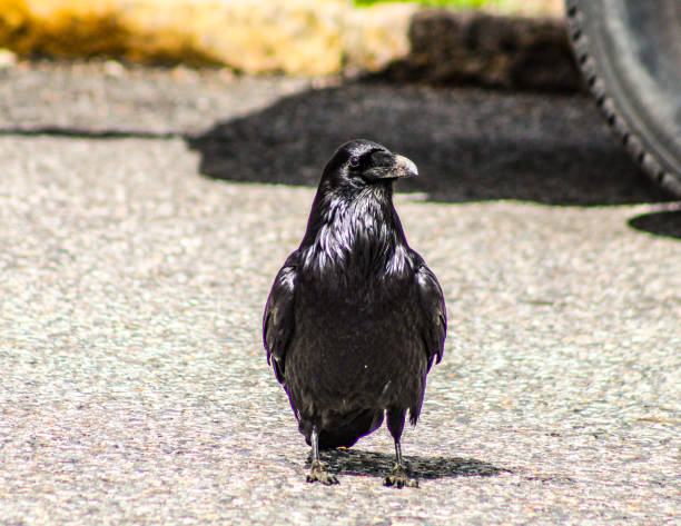 istock Black crow in Yellowstone National Park 1403137090