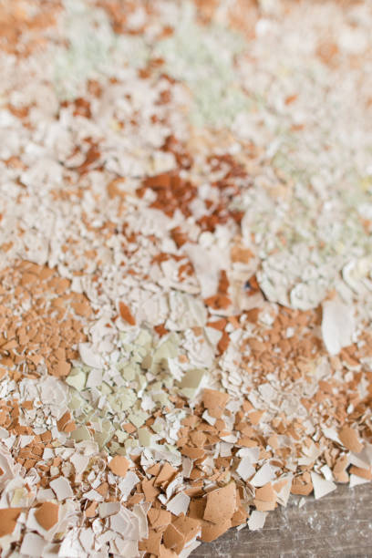 istock Brown & Blue Pasture Raised Eggs Shells, Crushed and Getting to be Used as a High Calcium Source of Natural Fertilizer for House Plants and Outdoor Garden 1403137136