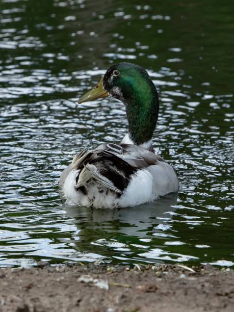istock Mallard Drake Swimming Away From Camera. 1403137193