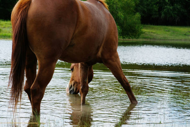 istock horse in pond water on Texas ranch 1403138464
