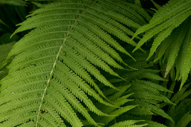 farnpflanze im wald nahaufnahme - fern leaf plant close up stock-fotos und bilder