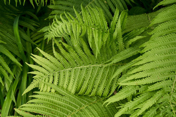 farnpflanze im wald nahaufnahme - fern leaf plant close up stock-fotos und bilder