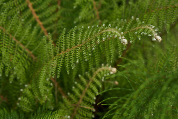 farnpflanze im wald nahaufnahme - fern leaf plant close up stock-fotos und bilder