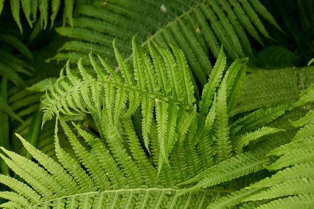 farnpflanze im wald nahaufnahme - fern leaf plant close up stock-fotos und bilder