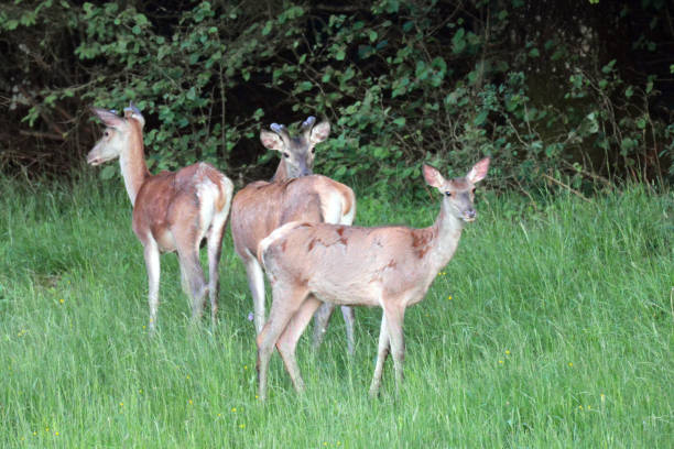 istock A herd of red deers 1403142658