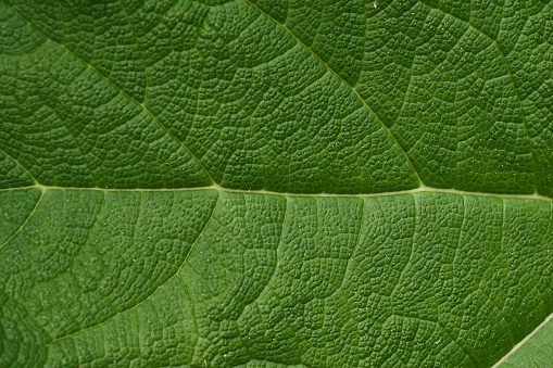 Green leaf texture extreme close-up spot lit