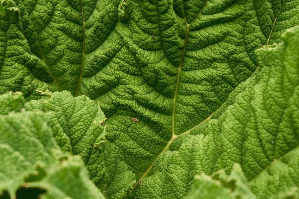 istock Petasites japonicus 1403142691
