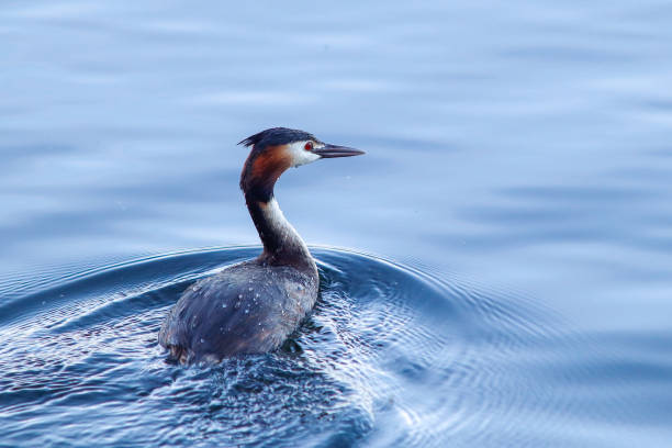 Great crested grebe Great crested grebe great crested grebe stock pictures, royalty-free photos & images