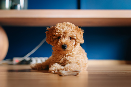 Cute little toy poodle