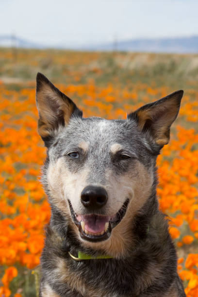 Dog Headshot in Orange Flower Fields stock photo