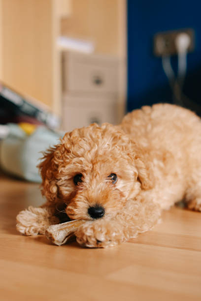 istock Miniature red poodle puppy on carpet 1403148802