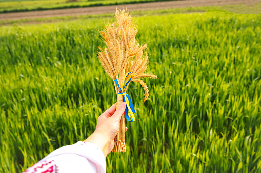 Defocus female hand holding bouquet of ripe golden spikelets of wheat tied on meadow nature background. Export, trade. Independence. Agriculture Ukraine. Support. Freedom. Vyshyvanka. Out of focus.