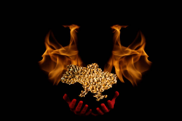 Food crisis. Global and European grain and wheat crisis, Ukraine. Exporters of grain. Devil with flame. Word design. Black background. Oats, barley, rye. Red hands. Evil. Agriculture. Disaster Food crisis. Global and European grain and wheat crisis, Ukraine. Exporters of grain. Devil with flame. Word design. Black background. Oats, barley, rye. Red hands. Evil. Agriculture. Disaster. exporters stock pictures, royalty-free photos & images