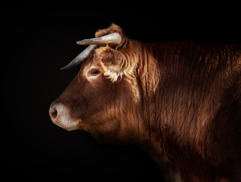 face and part of the body of a brown Limousin cow, in profile, in Castilla y Leon, Spain, with a black background.