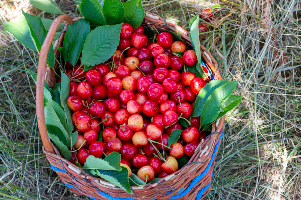 istock Fresh sweet cherries in the basket. 1403151508