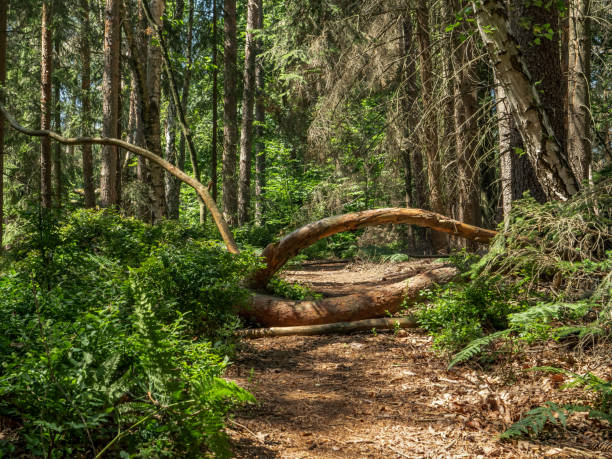 brandstraße in svizzera sassone - sentiero forestale, tronco d'albero - beech tree wilderness area forest log foto e immagini stock