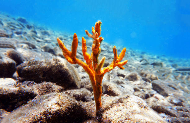 Yellow antlers sponge (Axinella polypoides) in Mediterranean Sea
