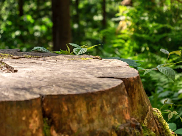 istock Schulzengrund in Saxon Switzerland - Tree stump, Leaf, Forest 1403154834