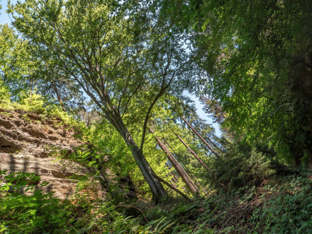 schulzengrund en la suiza sajona - haya, tronco de árbol, copa del árbol, cañón - beech tree wilderness area forest log fotografías e imágenes de stock