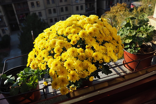 Yellow chrysanthemums, pots of geraniums and celery on the windowsill outside the window. Growing flowers on the balcony and windowsill. Indoor floriculture as a hobby.