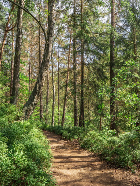 istock Halbenweg in Saxon Switzerland - Forest path, Birch tree trunk 1403155235