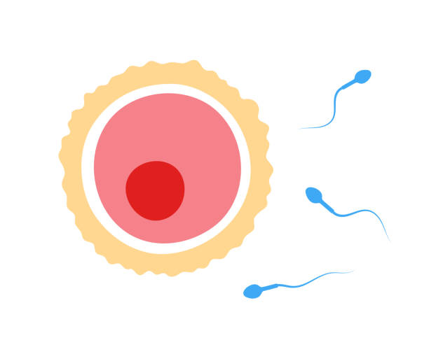 ilustraciones, imágenes clip art, dibujos animados e iconos de stock de fertilidad humana - ovulation