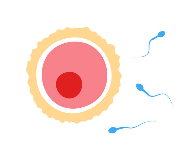 illustrazioni stock, clip art, cartoni animati e icone di tendenza di fertilità umana - ovulo