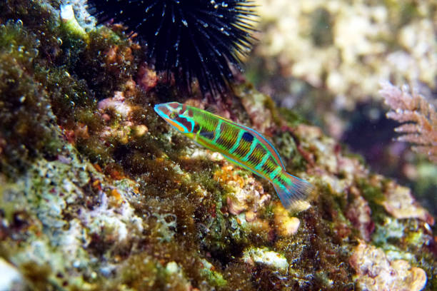 Green ornate Mediterranean female wrasse fish - Thalassoma Pavo Green ornate Mediterranean female wrasse fish - Thalassoma Pavo thalassoma pavo stock pictures, royalty-free photos & images