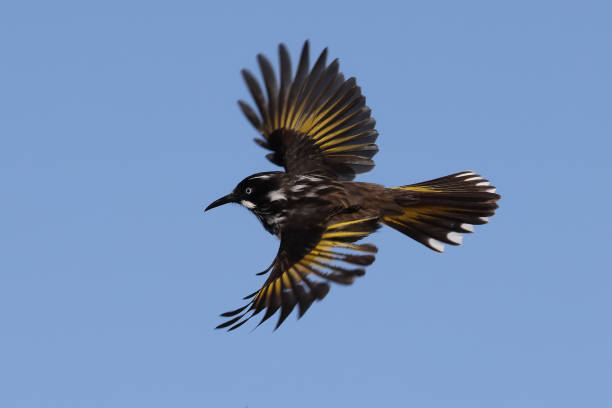 istock New Holland Honeyeater 1403160424