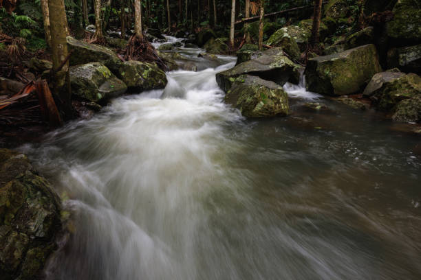 Fast Flowing Stream In Australian Rainforest After Heavy Rainfall.