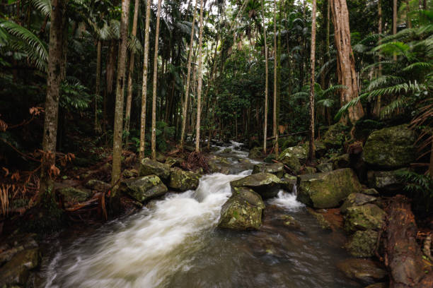 River water flowing over rocks in a green bamboo and palm tree tropical jungle landscape in a serene natural setting