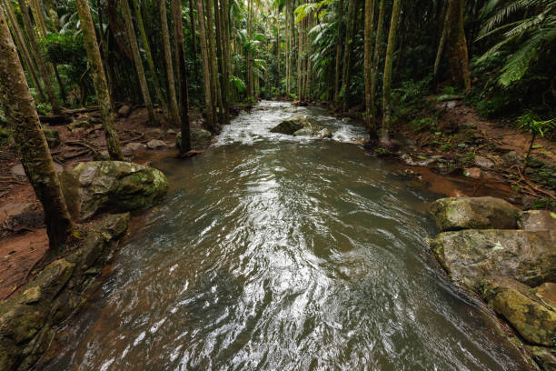 A stream of water is flowing through a forest. The water is brown and murky. The trees are green and tall