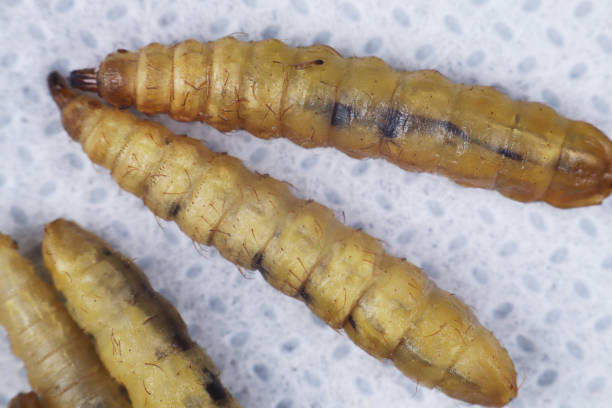 istock close up of dried black soldier maggots 1403165671