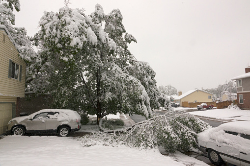 Heavy, wet snow blows and builds on green trees as branches break over homes, yards and vehicles in southwest Denver Colorado during a late spring storm.