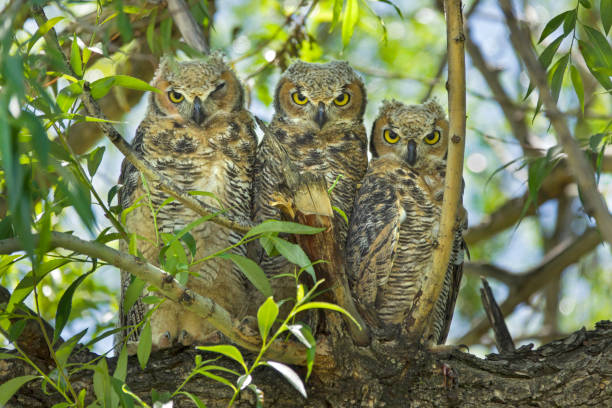 istock Three wild great horned owl chicks in a row Littleton Colorado willow tree 1403166406