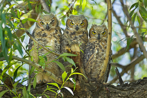 Perched in a row on a willow tree, three fledged great horned owl chicks nap and look around their home along the Harriman Ditch in Littleton, Colorado.