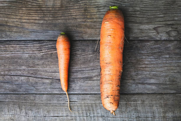 istock Big and small carrots, size matters concept, self esteem, self confidence and size issue 1403168356