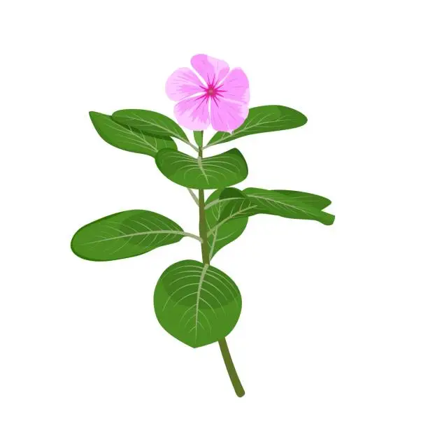 Vector illustration of Vector illustration of madagascar periwinkles or catharanthus roseus, pink flower in bloom, isolated on white background.