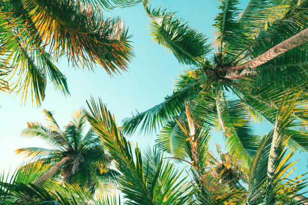 istock Background summer tropical, Coconut tree at tropical coast, Low angle view. 1403172294