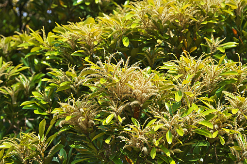 Lithocarpus