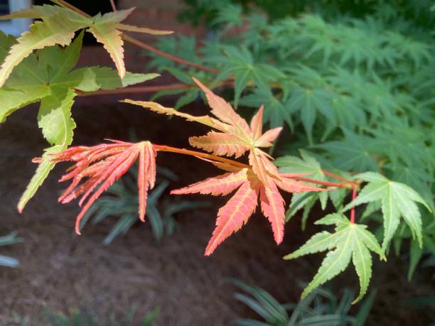 istock red leaves on a green leafy branch 1403172491