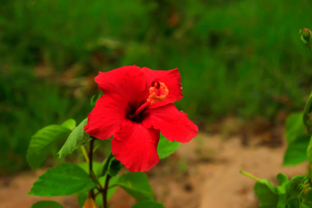 The blooming hibiscus flower is red and the insects that are\n commonly called Mr. pucung or bok bok cong (Latin: Dysdercus cingulatus) which is located in Taman Bebaya Samarinda.