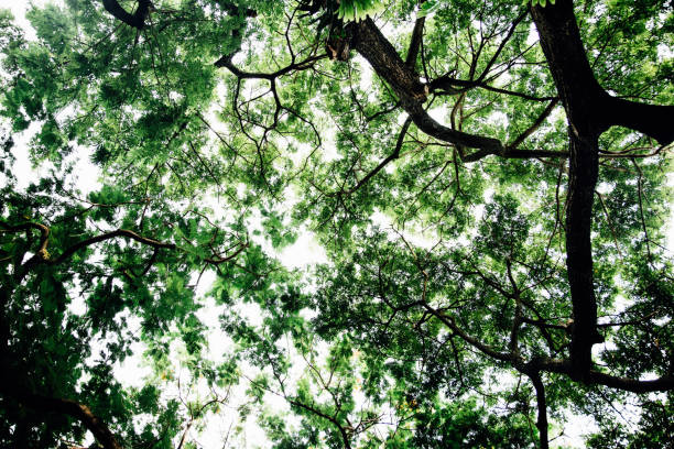 Treetops seen from a low angle - stock photo