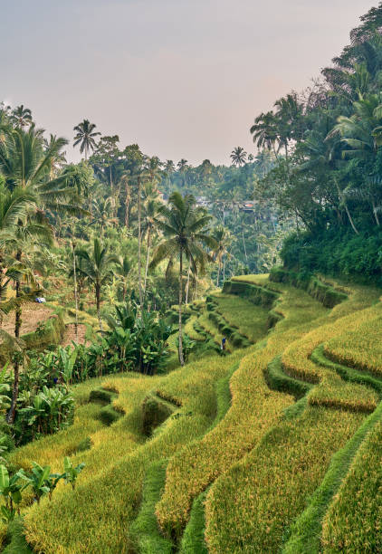 istock Rice Terrace in Tegalalang, Bali, Indonesia i 1403177283