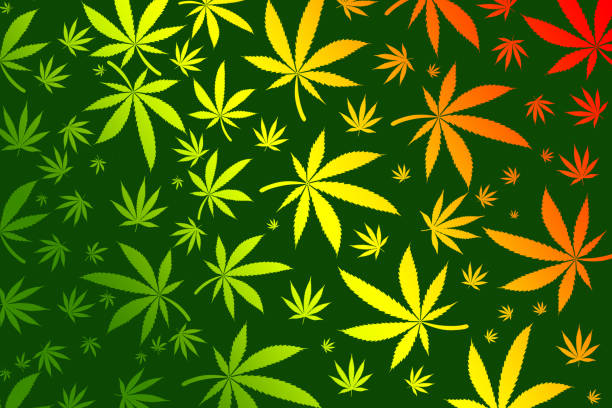 ilustrações de stock, clip art, desenhos animados e ícones de cannabis leaves background - white indian hemp