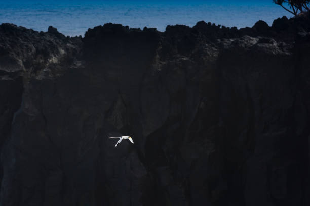 istock Paille en Queue or Phaeton bird or white-tailed tropicbird at Reunion island 1403178228
