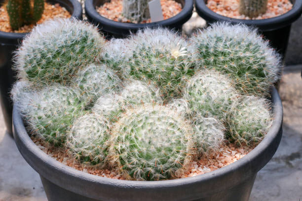 istock Cactus succulent plant in the greenhouse 1403178747