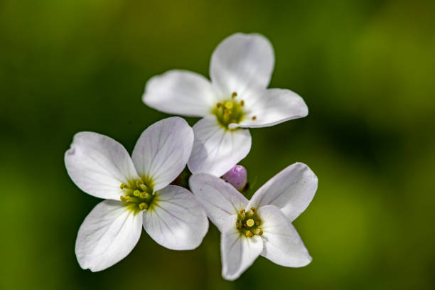 istock Cardamine pratensis in meadow, close up 1403179903