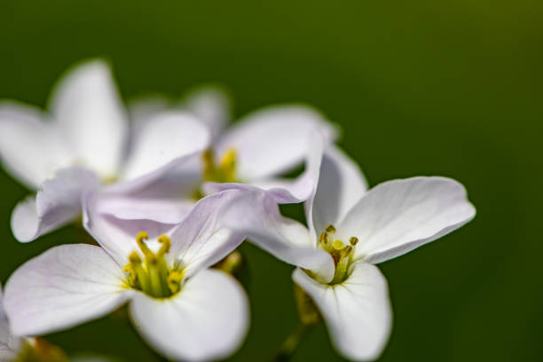 istock Cardamine pratensis growing in meadow, close up shoot 1403179910